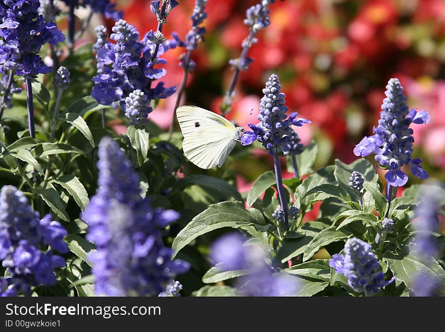 Butterfly on summer lawn