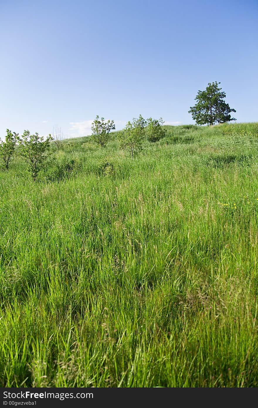 Summer Landscape