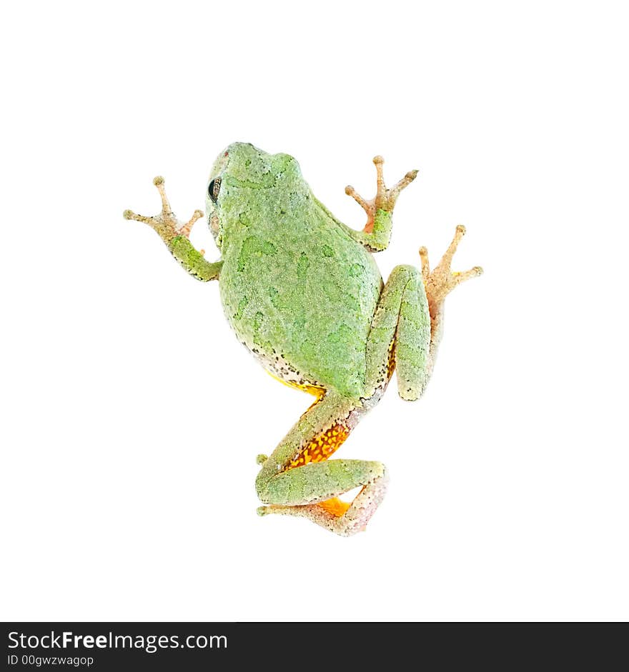 A treefrog isolated on white, seen from above. A treefrog isolated on white, seen from above.