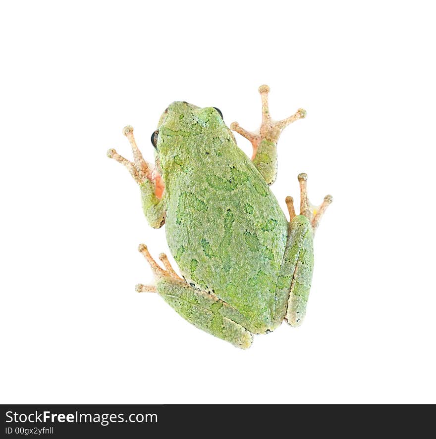 A treefrog isolated on white, seen from above (clipping path included). A treefrog isolated on white, seen from above (clipping path included).