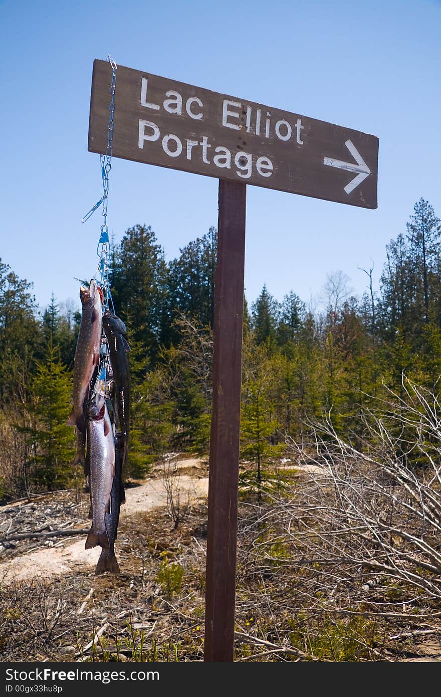 Trouts on a sign of the lake where they were caught. Trouts on a sign of the lake where they were caught