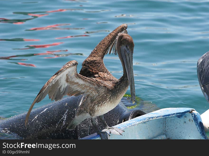 Pelican Ready for Flight