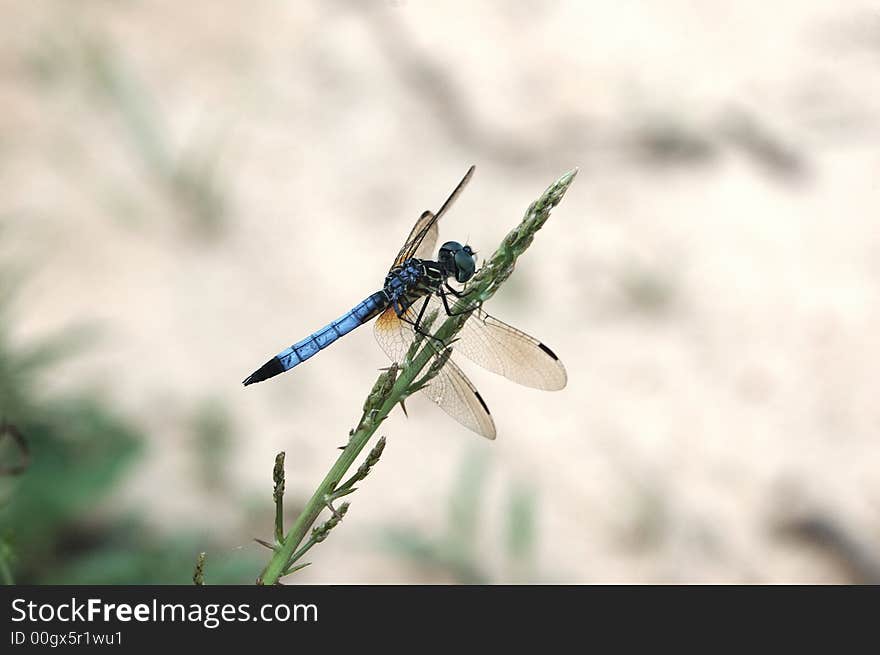 Dragon fly resting on grass near a pond