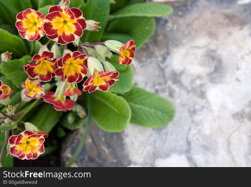 Flowers primula near stone at cloudy day at garden