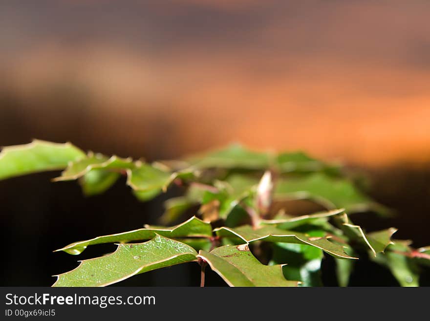 Trailing mahonia at sunset at nature