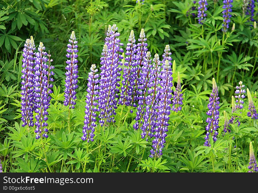 Lupins