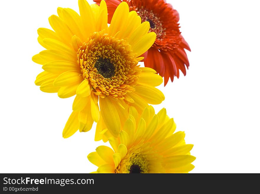 Two yellow and one red daisy on white background. Two yellow and one red daisy on white background