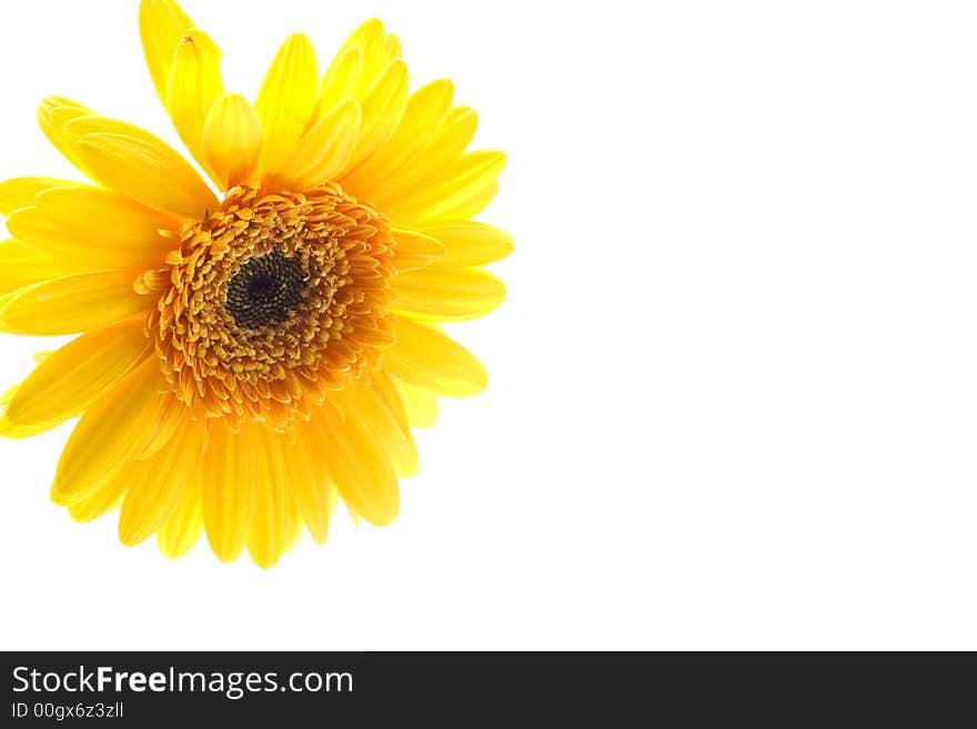 Isolated image of yellow daisy on white background