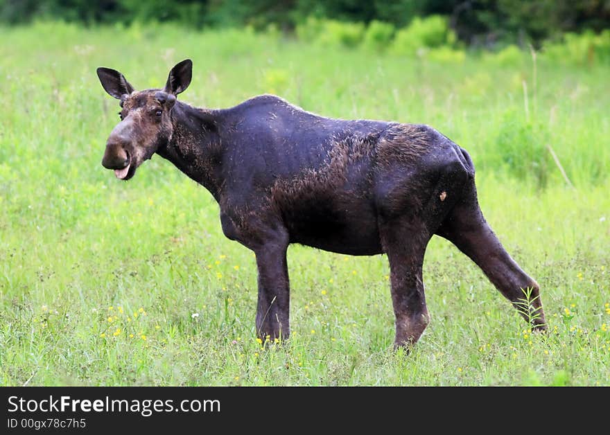 Moose standing in a field in Rangeley, Maine. Moose standing in a field in Rangeley, Maine