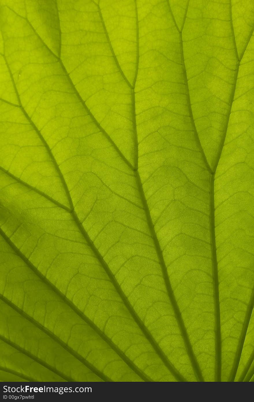 Leaf background