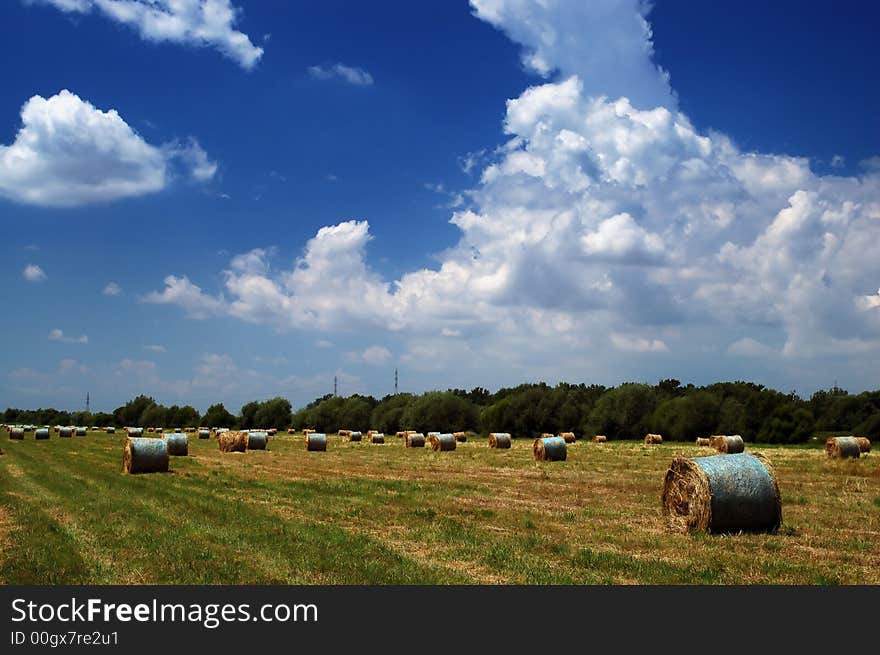 Field of hay bales on a sunny summer day