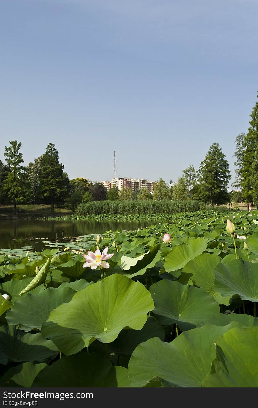 Japanese pink lotus lake in city park. Japanese pink lotus lake in city park