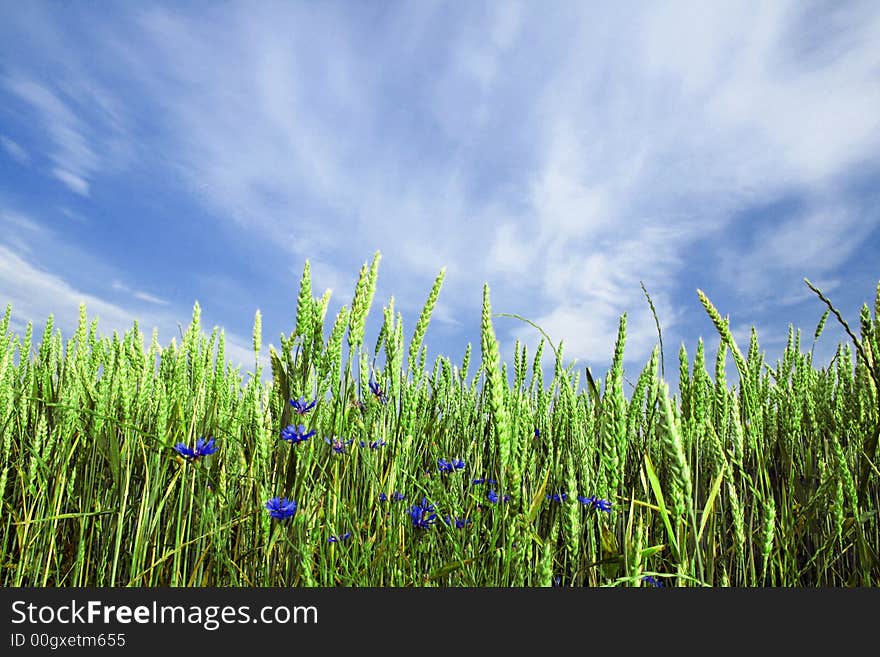 Beautiful green wheat field under blue sky with some clouds. Beautiful green wheat field under blue sky with some clouds.