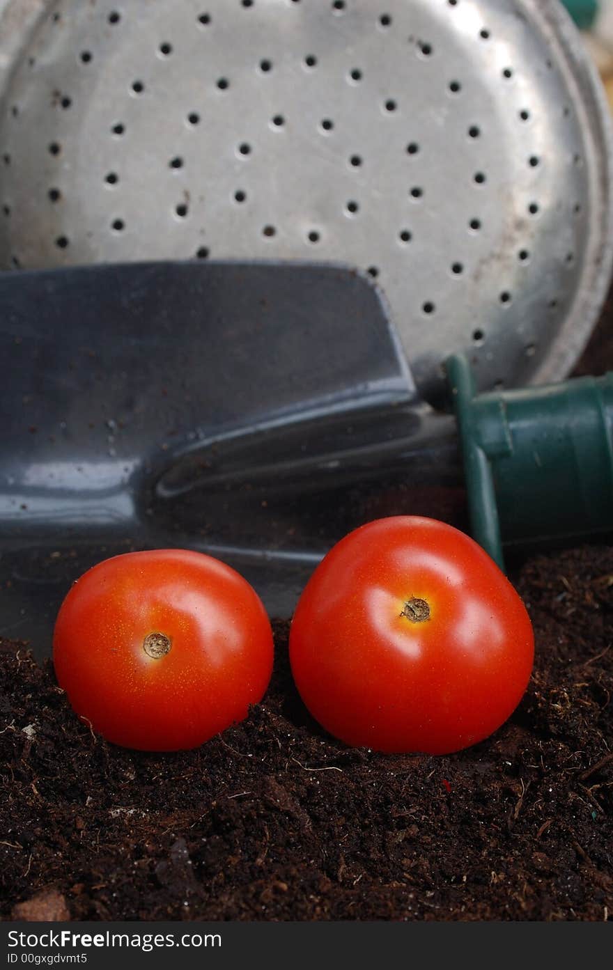 Small tomatoes on soil with gardening tools in the background. Small tomatoes on soil with gardening tools in the background