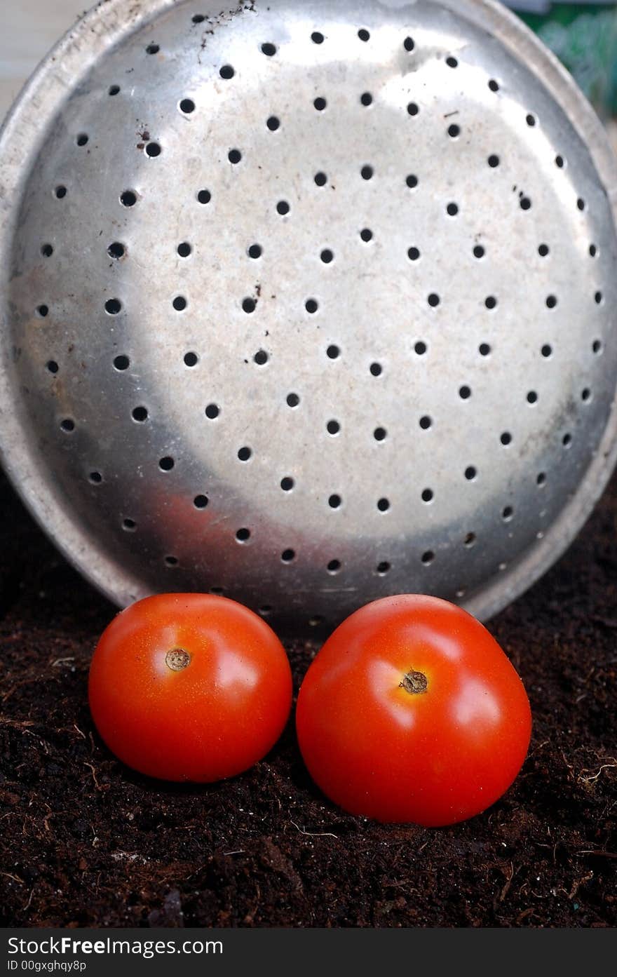 Small tomatoes on soil with watering head in the background. Small tomatoes on soil with watering head in the background