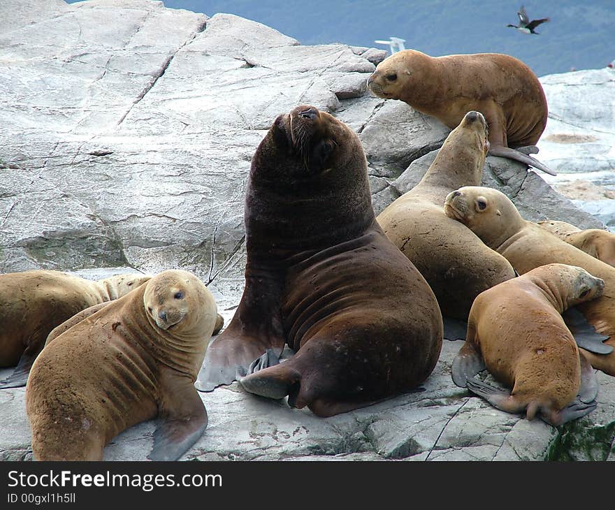 Sea lions on the rocks