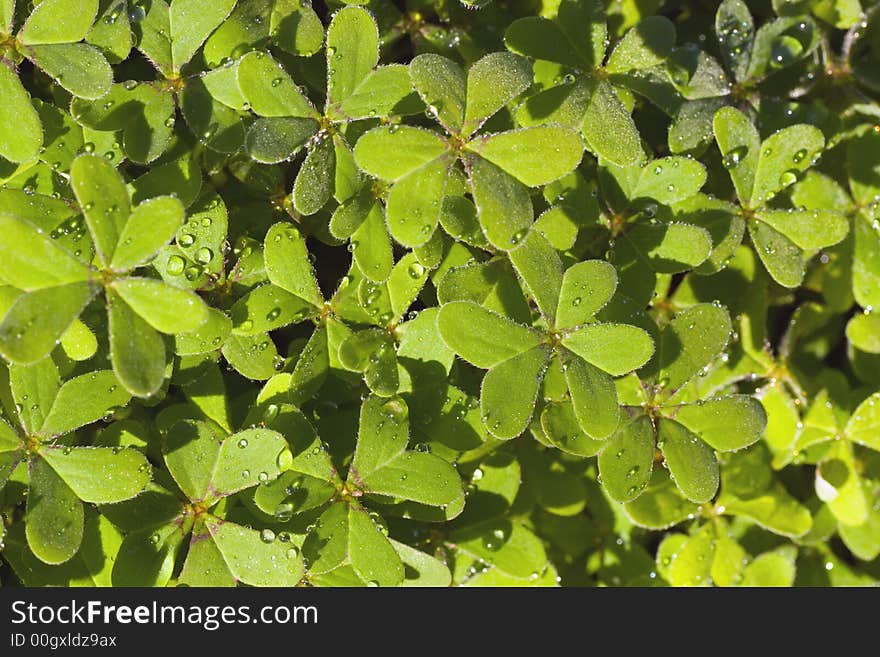 A clump of morning moist clover eagerly awaits your bovine affection