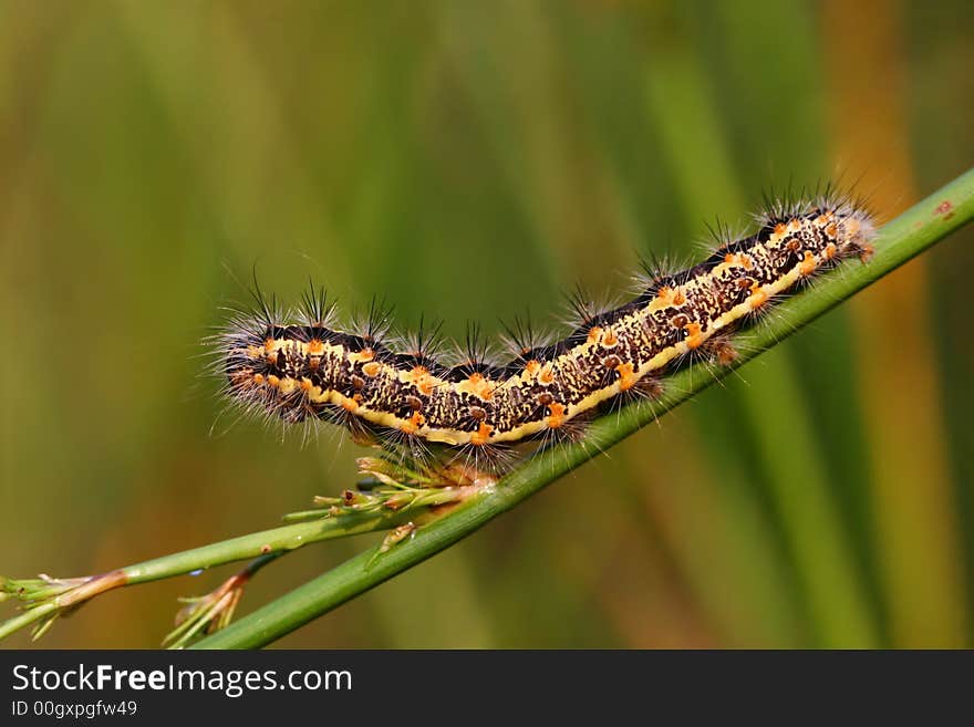 Caterpillar