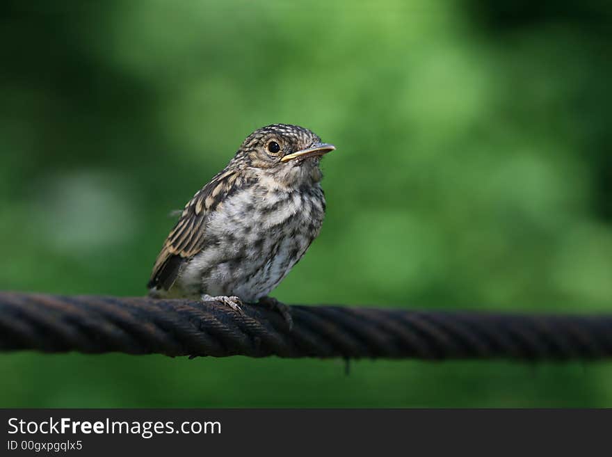 Young bird sittin on line. Young bird sittin on line