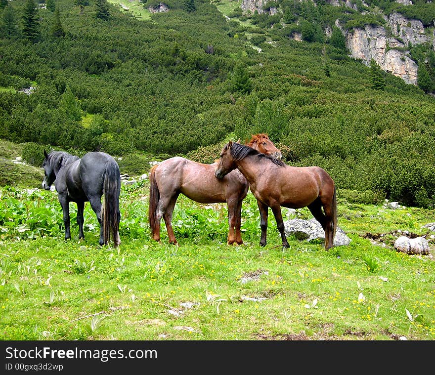 Three wild horses in green nature with rocks. Three wild horses in green nature with rocks