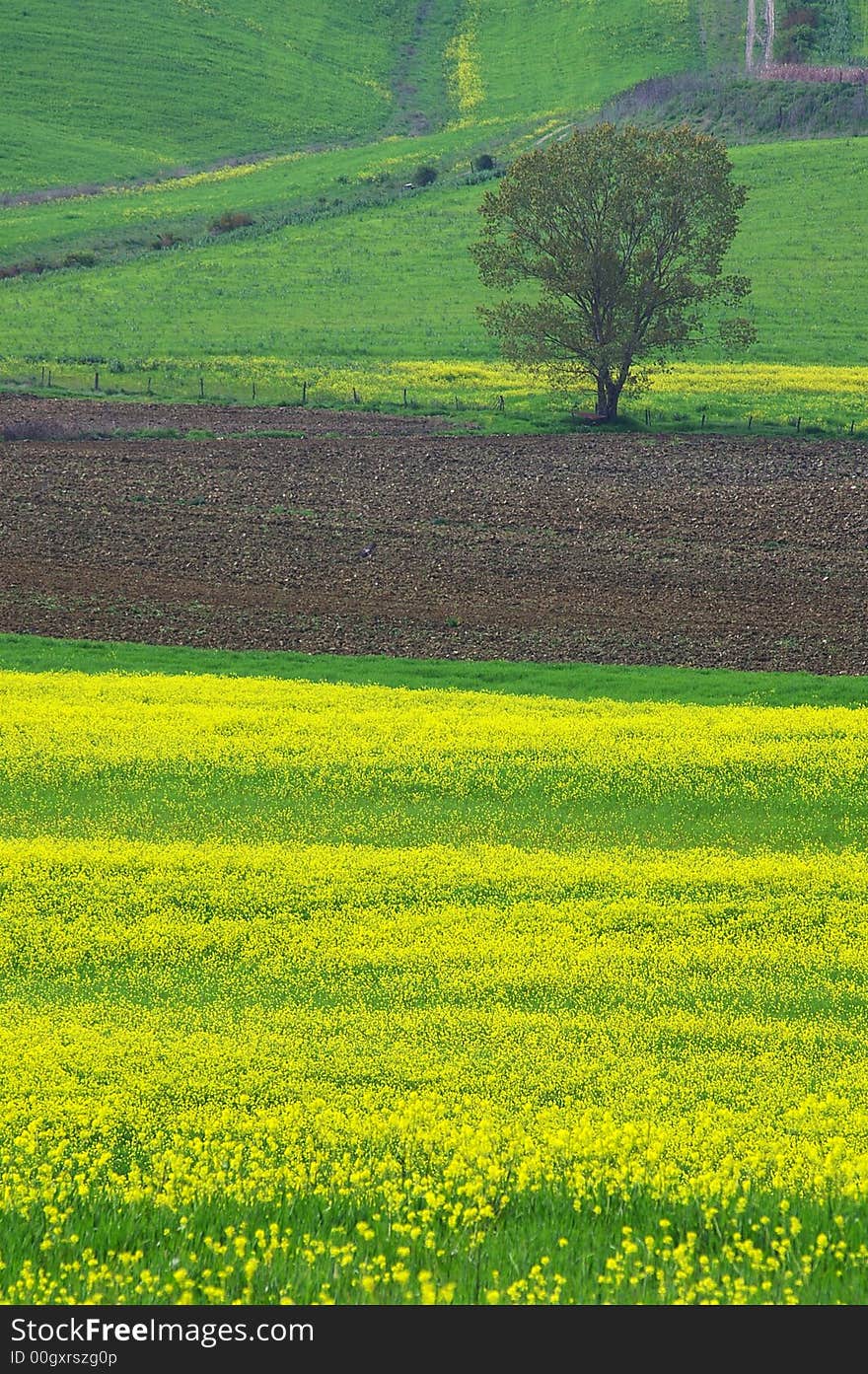 Val d'Orcia, landscape near the Via Cassia (Siena, Tuscany, Italy). Val d'Orcia, landscape near the Via Cassia (Siena, Tuscany, Italy)