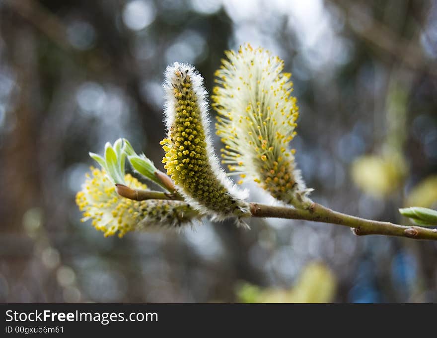 Pussywillow branch with yellow catkin and new leaf. Pussywillow branch with yellow catkin and new leaf.