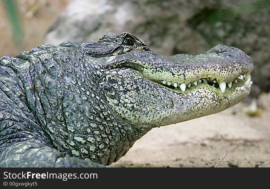 Profile portrait of Mississipi alligator. Profile portrait of Mississipi alligator