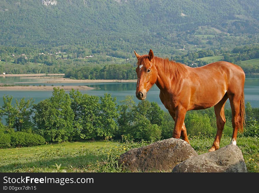 Horse in foreground with a lake in bottom. Horse in foreground with a lake in bottom