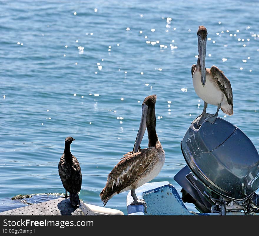 Two pelicans and a seagull resting on a fishing boat. Two pelicans and a seagull resting on a fishing boat