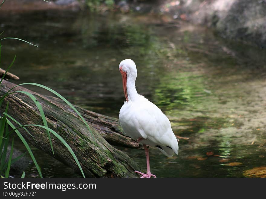 White bird resting in the heat of the day by flowing water. White bird resting in the heat of the day by flowing water.