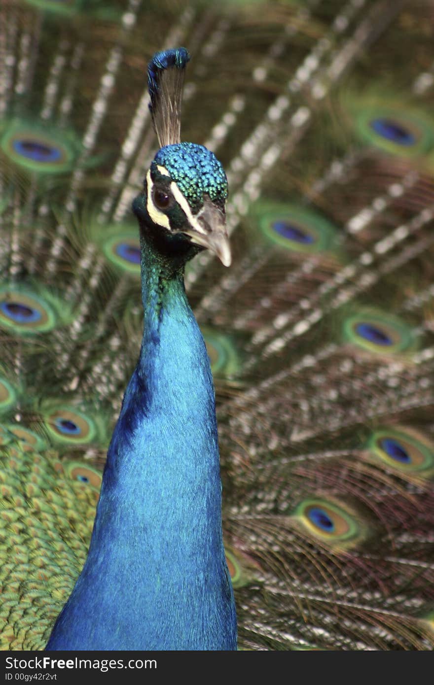 Beautiful Proud Peacock with Tailfeathers flared. Beautiful Proud Peacock with Tailfeathers flared