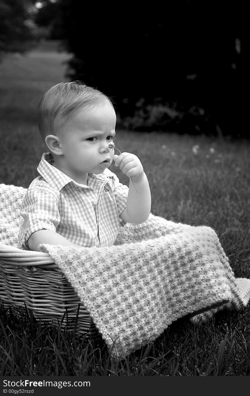 Black and white image of beautiful toddler sitting in a basket in the grass, holding a flower. Black and white image of beautiful toddler sitting in a basket in the grass, holding a flower