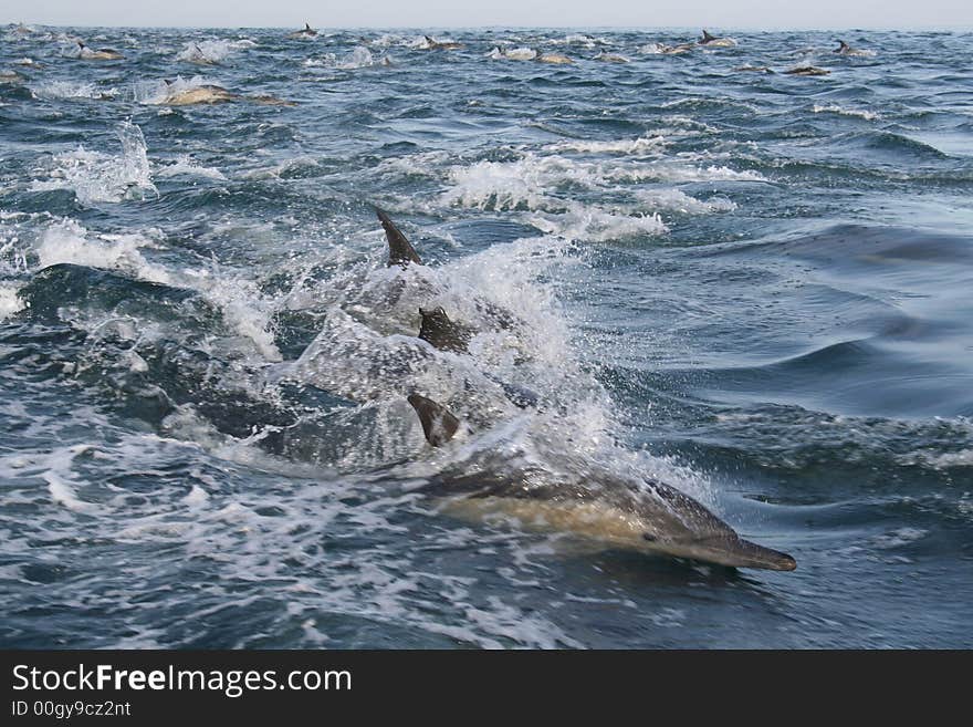 Common dolphins taken near Hermanus, South Africa. Common dolphins taken near Hermanus, South Africa