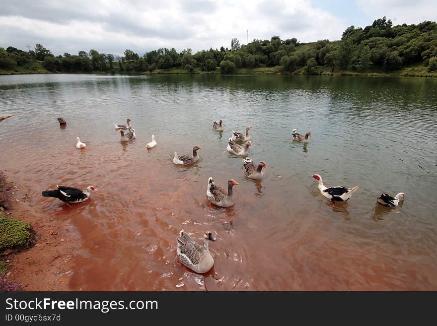 Many ducks are eating in a lagoon. Many ducks are eating in a lagoon