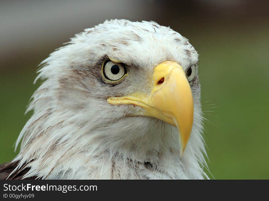 Genuine american wild eagle