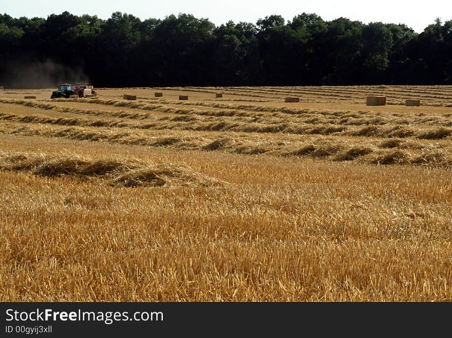 Wheat Harvest