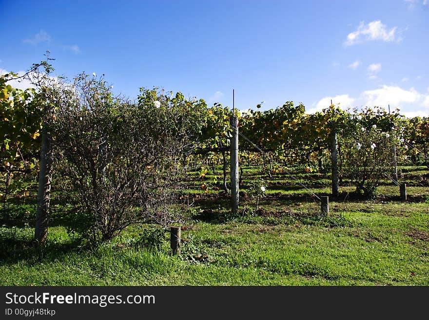 Rows of grapes wtih blue skys