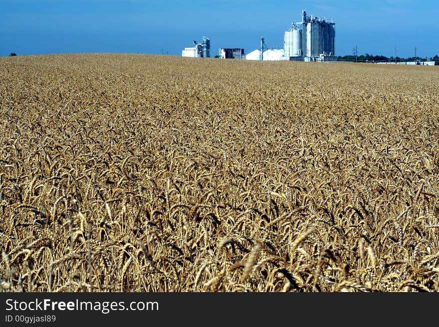 Wheat Field & Granary