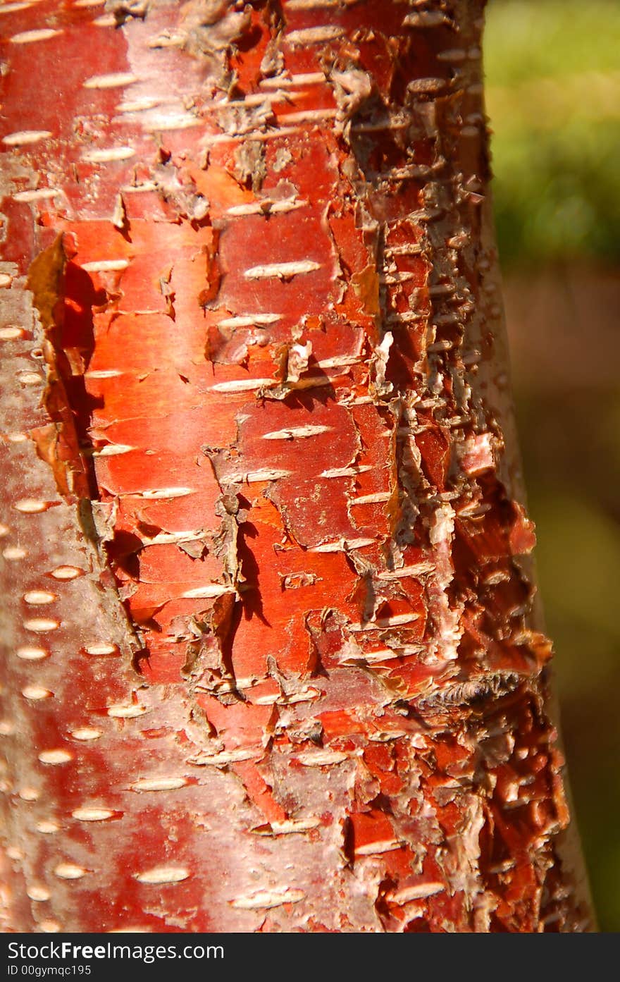 Tree Bark