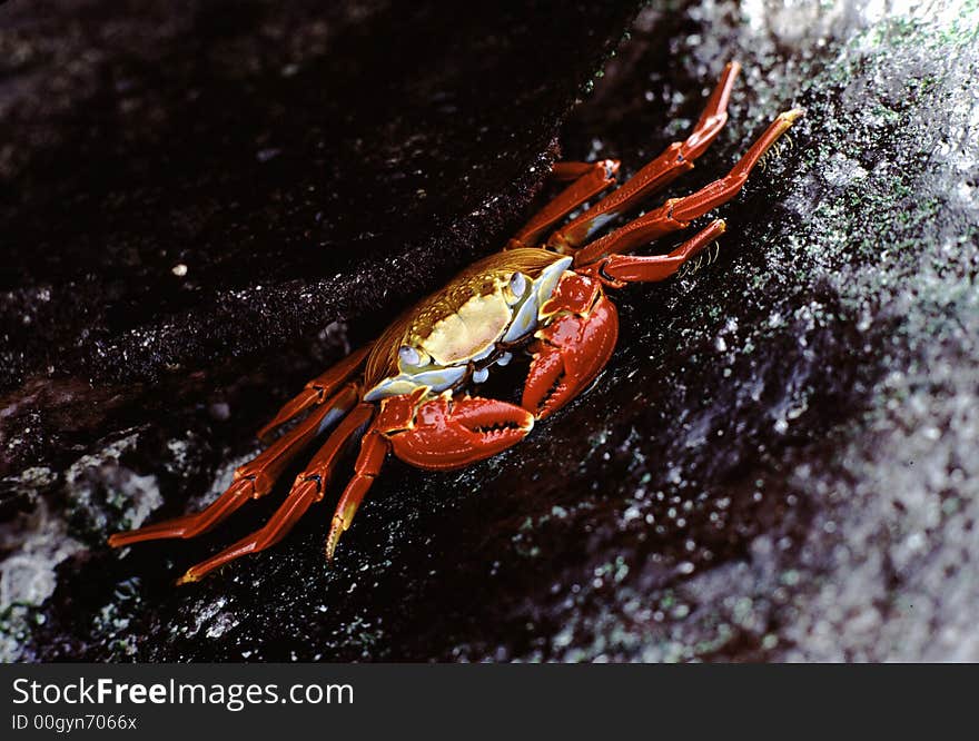 Sally Lightfoot Crab, Galapagos Islands, Ecuador