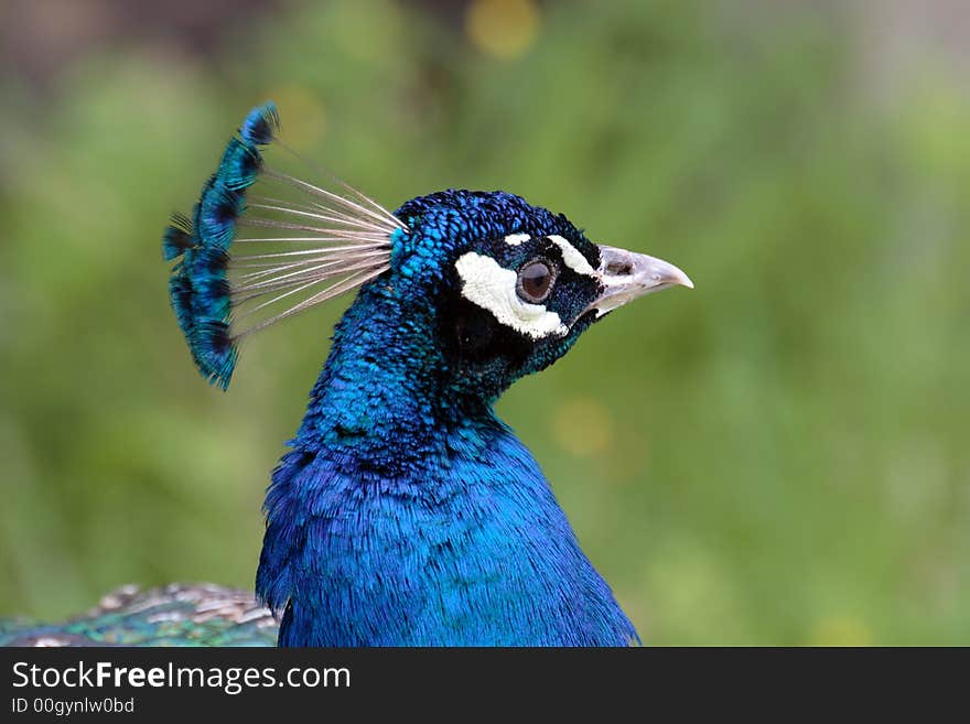 Peacock