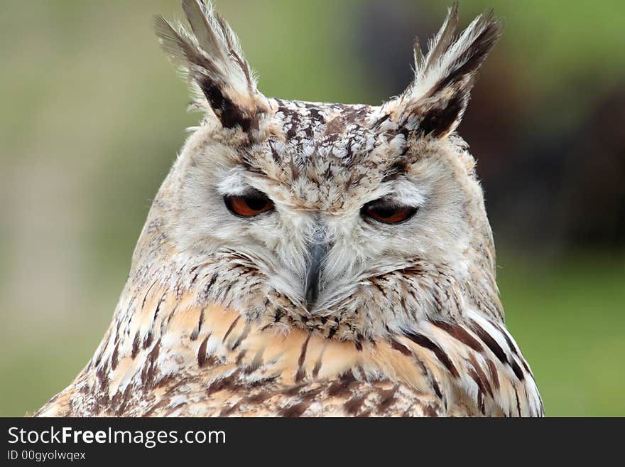 A white owl taken at day light