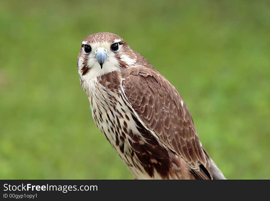 A small falcon looking for me assuredly