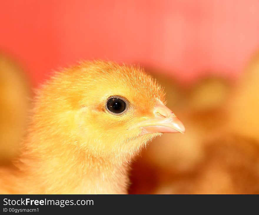 One week old baby chicken. One week old baby chicken