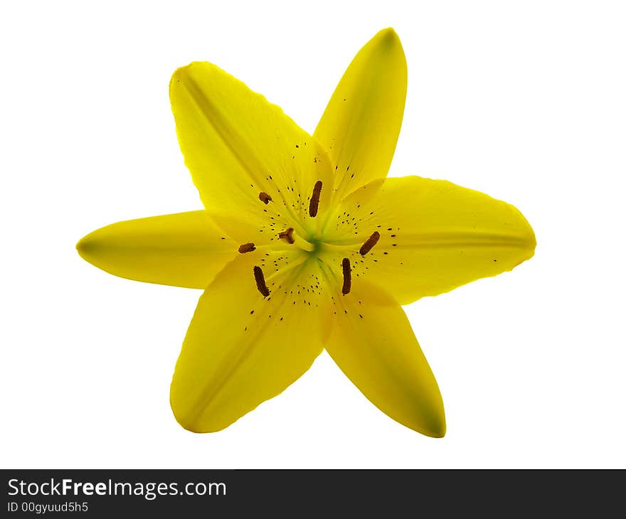 Yellow Lily