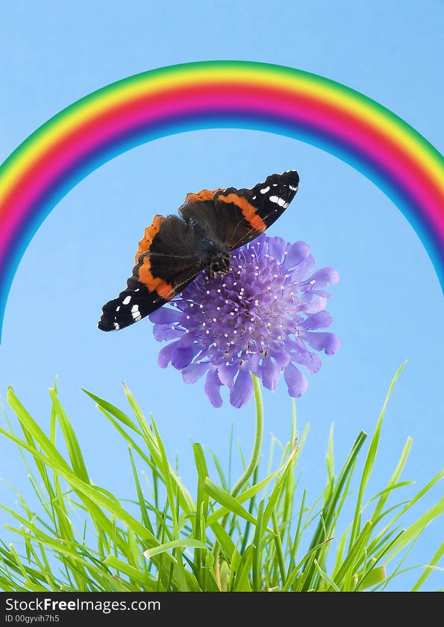 Butterfly on a purple flower in the grass with a rainbow. Butterfly on a purple flower in the grass with a rainbow