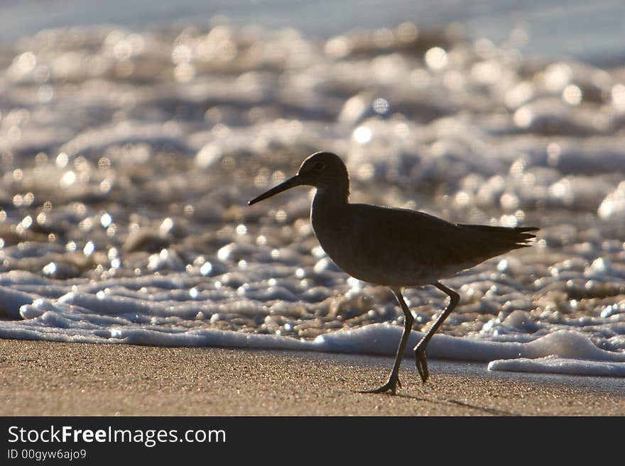 Bird on Beach