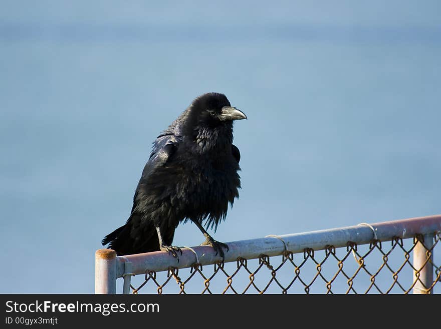 Raven sitting on a fence in front of the Golden Gate Bridge