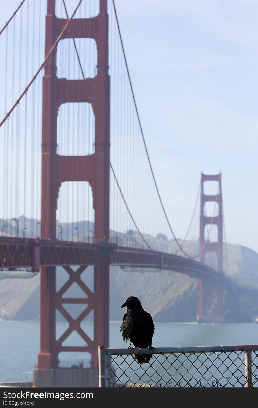 Raven in front of the famous Golden Gate Bridge in San Francisco