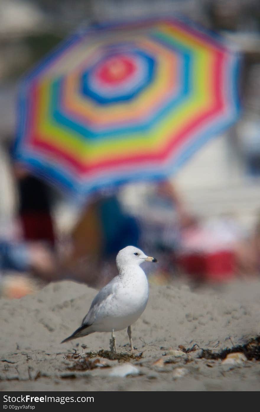 Seagull standing on sandy beach with colorful umbrella blurred in the background. Seagull standing on sandy beach with colorful umbrella blurred in the background.